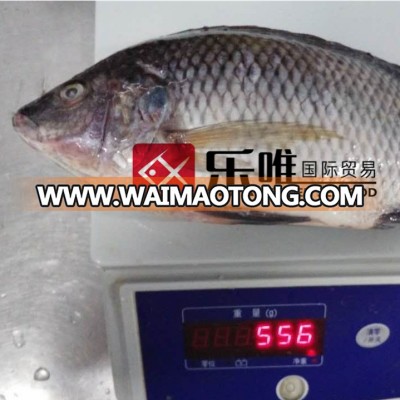 300-500 Frozen wholesale whole clean tilapia price on sale