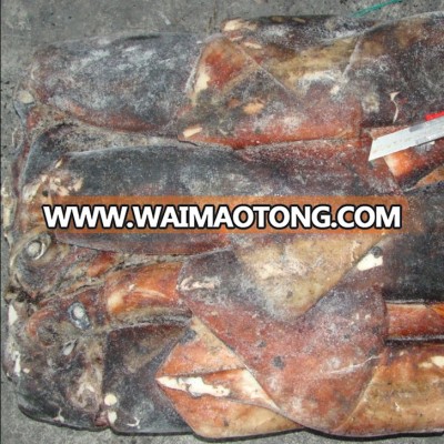 500-1000g Quality Frozen Giant Peru Dosidicus Gigas Squid whole round on sale